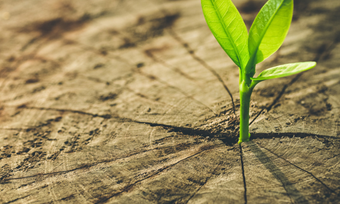 A sapling blooming in the centre of a log